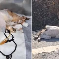 Rescuers Were Stunned To Find a Dog With A Broken Spine Abandoned Near The Road