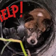 Terrified Pup Trapped in a Well Cried Out for Help Until Kind Strangers Came to the Rescue