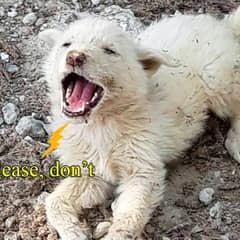 Abandoned Dog Cries Out in Despair After Being Left Behind by Another Car