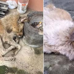 Injured Stray Dog Is Rescued By A Selfless Hero And Given New Hope For Life