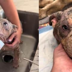 Stray Puppy Suffered From Mange Shows Heartfelt Reaction After A Bath From Foster Mom