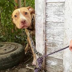 Sad Chained Dog Can’t Stop Wagging His Tail When He Finally Sees His Rescuer