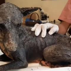 Heartbreaking Rescue Of A Dog Shunned And Rejected Because Of His Looks