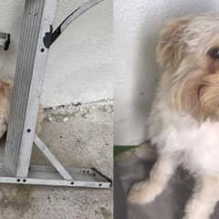Abandoned and Heartbroken, This Puppy Kept Waiting For Her Owners Before She Finds Her Happy Ending