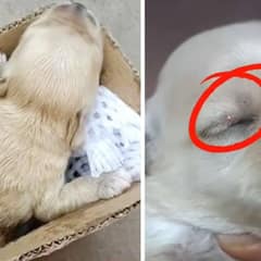 Heartbreaking: One-Week-Old Puppy Left in Trash Cries For His Mom
