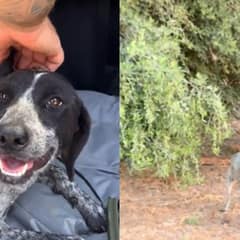 Pregnant Stray Dog’s Life Saved by a Woman Just Before It Was Set to Be Euthanized