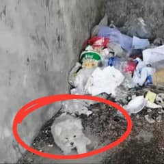 Alone And Hungry Puppy Tries To Search For Food In An Abandoned House