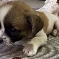Injured Puppy Found Lying Motionless On The Street Begging For Help From Bystanders