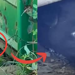 Puppy Stopped Eating After Rescue, Then Met a Loving Mama Dog