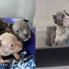 Desperate Mama Dog Seeks Help For Her Puppies At Store Entrance