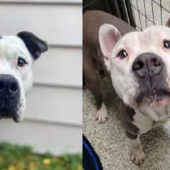 How One Woman’s Race Against Time To Save A Lovable Pup From Euthanasia