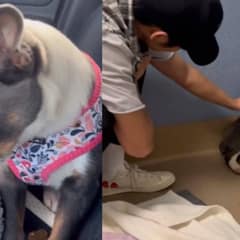 An Abandoned Stray Who Shied Away from Her Rescuers Learns What True Love Feels Like