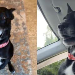 Rescue Dog Can’t Hide Her Excitement Each Time She Returns Home