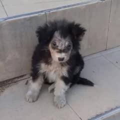 Abandoned Puppy Was Waiting Outside Supermarket For Help When A Miracle Happened