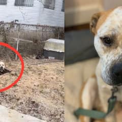 Dog Found Chained At Abandoned House In Freezing Weather Cried Out For Help