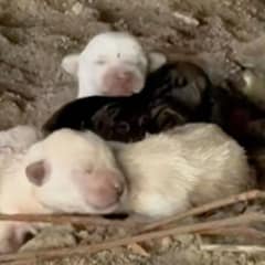 Four Helpless Puppies Cling to Their Motionless Mom, Desperately Hoping She’ll Wake Up