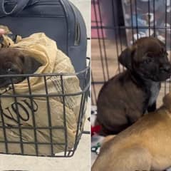 Heartbroken Rescued Puppy Watches As New Family Adopts Her Sister From Shelter