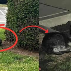 Loyal Dog Spends Over Two Weeks Waiting At The Same Spot For Her Family’s Return