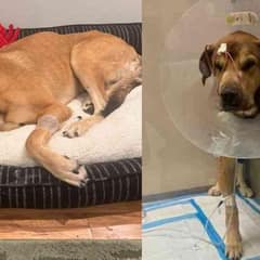 Abandoned Pup with Heart and Lung Issues Faced Euthanasia After Owner Refused To Take Him Back