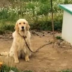 Abandoned Dog That Spent Her Whole Life Tied To A Chain Finds Love With A Caring Rescuer