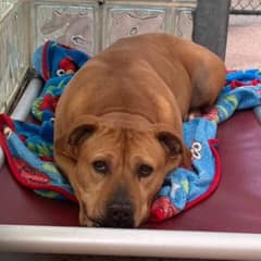 Heartbreaking: Rescued Pit Bull From Cruelty Remains Homeless After 3 Long Years