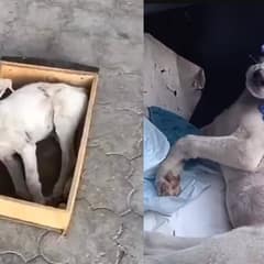 Injured Dog With Broken Spine Stared Longingly at Passing Cars, Longing For A Helping Hand