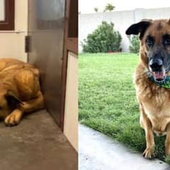 After Being Abandoned Three Times, Sad Pup Finally Finds Unconditional Love In New Home
