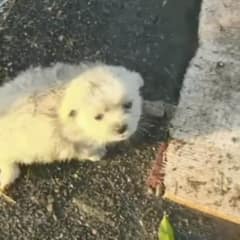 Dirty Pup Whines for Hooman to Go Back to His Rescue Spot to Find Something Important He Left Behind
