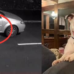 Rescued Dog Finds Joy in Loving Forever Home After Heartbreaking Abandonment