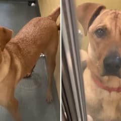 Heartbroken Pup Left Devastated After Being Surrendered to Shelter for a Third Time