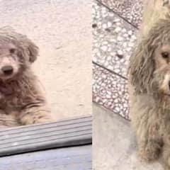 Matted and Neglected, Stray Pup Desperately Pleads for Someone to Save Him