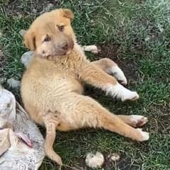 Helpless Puppy with Broken Spine Wept in Pain Until Kind Hearts Rescued Him