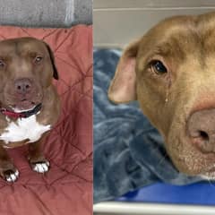 Over 1,000 Days of Heartache Turn to Joy as Shelter Dog Finds His Forever Home