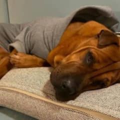After 2 Years of Living In A Shelter, This Cute Pup Finally Has A Mom To Tuck Him in Every Night