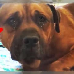 Heartbroken Dog AJ Cries Tears Of Sadness After Being Left Behind At Shelter