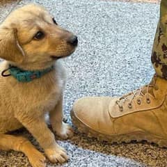 Brave Stray Pup Wanders Into Naval Base And Finds His Forever Family