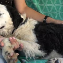 Rescued Dog Finds Comfort and Peace, Drifting Off to Sleep in Her Hero’s Lap