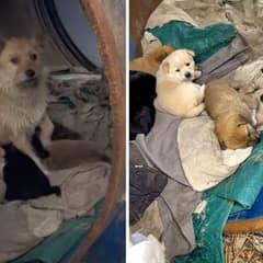 Stray Dog Mom Living In A Tin Can Adopts Orphaned Kitten Alongside Her Puppies