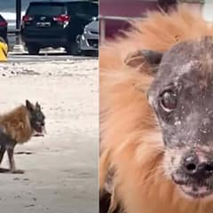 People Snapped Pictures and Laughed at This ‘Lion Dog’, But Did Nothing To Help