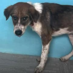 Distressed Dog Wearing Something Unusual Around Her Neck Hides from All Rescuers