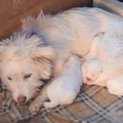 Exhausted Mother Dog Struggles to Keep Her Babies Warm in a Cold, Rundown Shelter