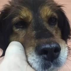 Woman Gently Held This Pup’s Face, Promising Him a Life Free From Sadness