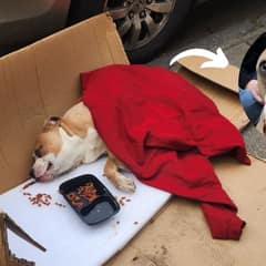 Abandoned Pup Found Paralyzed in Trash Bag Miraculously Recovers and Finds Forever Home