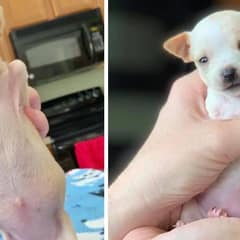 The Heartwarming Journey of a Two-Legged Puppy Finding His Place in the World