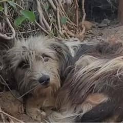 Sad Abandoned Dog Refuses to Move From the Doorstep of Her Owner’s Home