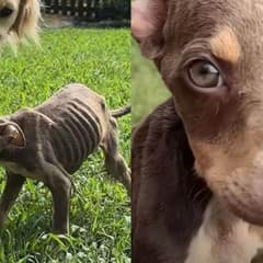 Skinny Abandoned Puppy Finds Comfort In Her Foster Siblings