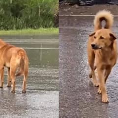 Heartbroken Dog Waits Many Days In The Rain For His Owners