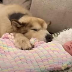 Gentle Giant Dog Instantly Forms Unbreakable Bond with Newborn Baby