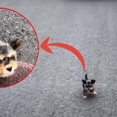 Rescuers Spot Tiny Starving Puppy Crying On The Highway And Spring Into Action