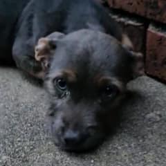 Abandoned Puppy Left in the Cold Discovers Love After Being Rescued by Kind Stranger